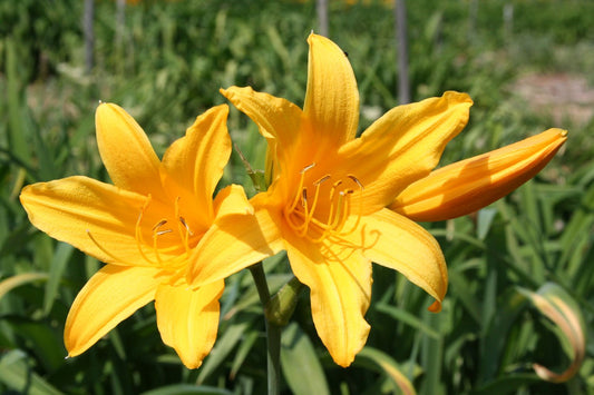 Hemerocallis 'Earlianna' Großblumige Taglilie