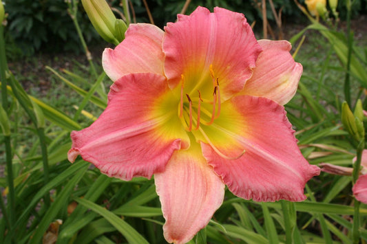 Hemerocallis 'Final Touch' Großblumige Taglilie
