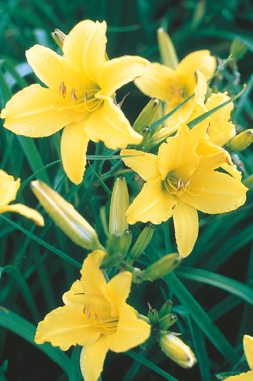 Hemerocallis 'Irish Limerick' Großblumige Taglilie