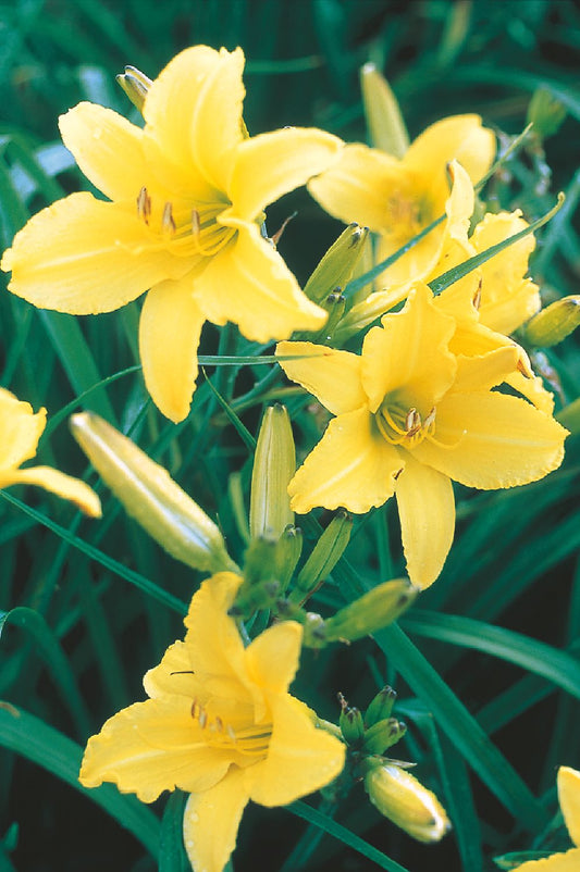 Hemerocallis 'Irish Limerick' Großblumige Taglilie