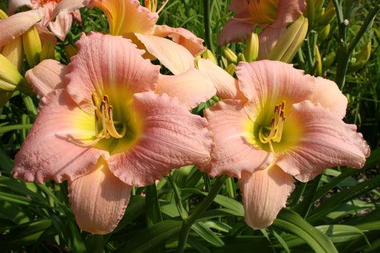 Hemerocallis 'Lovely Silke' Großblumige Taglilie
