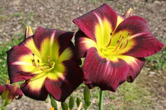 Hemerocallis 'Night Beacon' Kleinblumige Taglilie