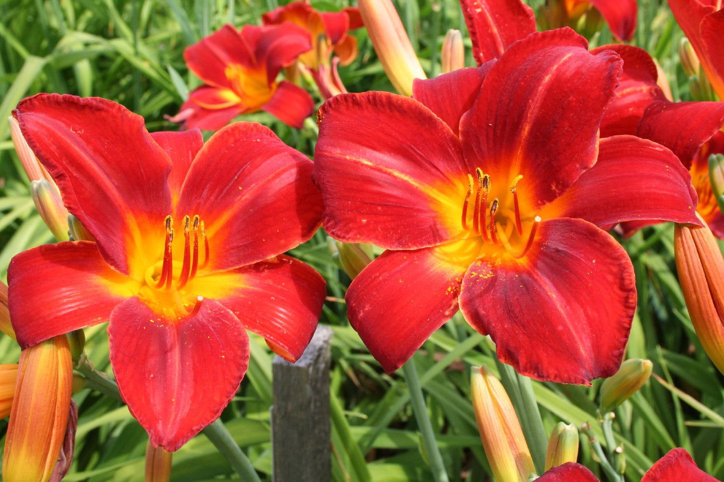 Hemerocallis 'Rotes Rathaus' Großblumige Taglilie