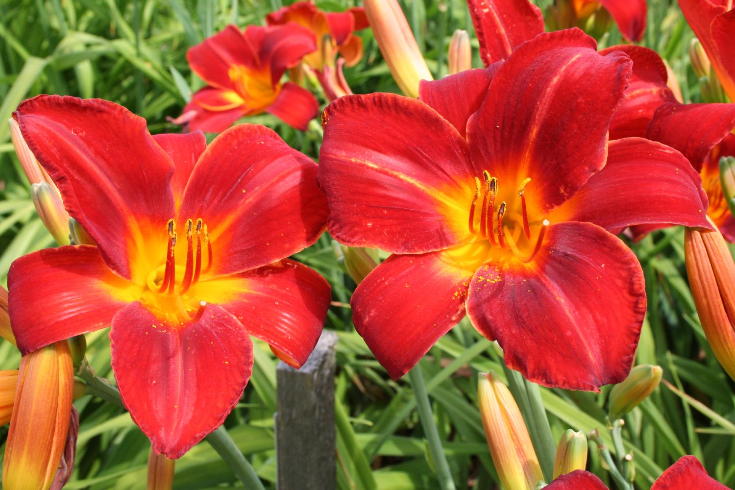 Hemerocallis 'Rotes Rathaus' Großblumige Taglilie