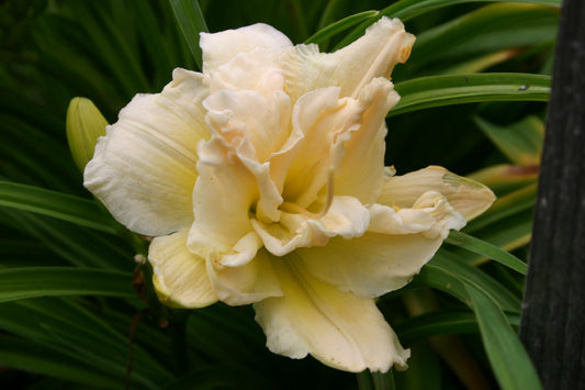 Hemerocallis 'Schnickel Fritz' Großblumige gefüllte Taglilie