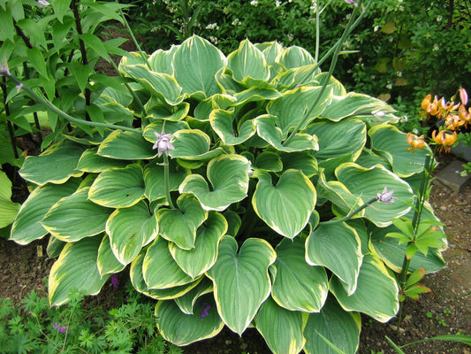 Hosta 'Sagae' Funkie | Herzblattlilie