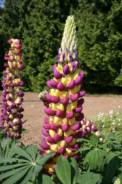 Lupinus polyphyllus 'Manhattan Lights' Lupine