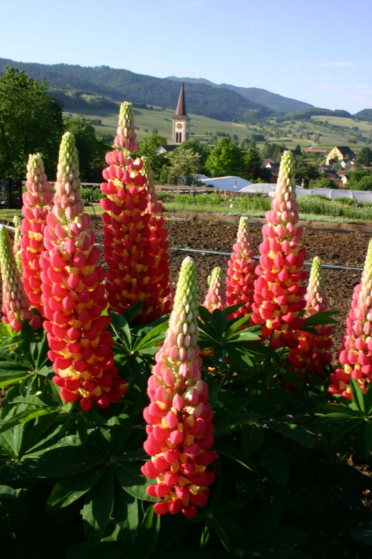 Lupinus polyphyllus 'Tequila Flame' ® Westcountry-Serie Lupine