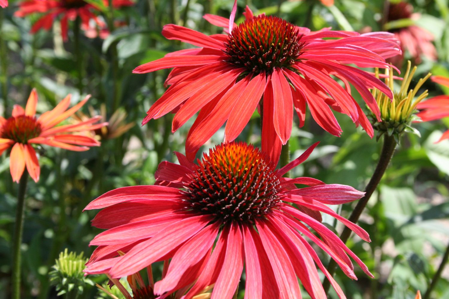 Echinacea 'Hot Summer' ® Scheinsonnenhut