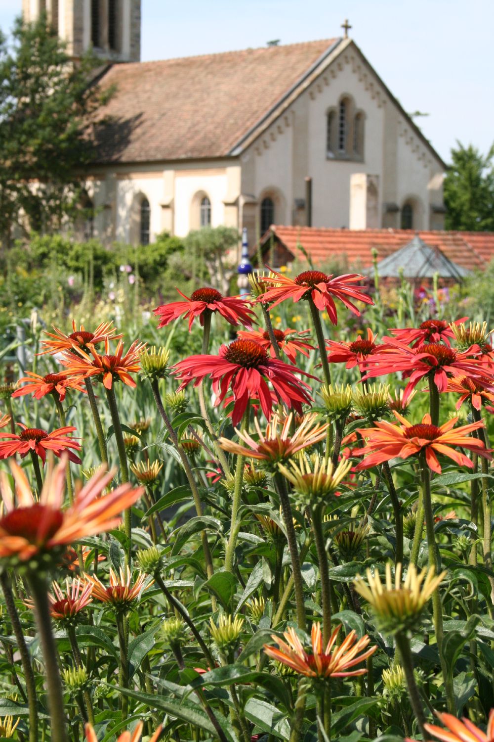 Echinacea 'Hot Summer' ® (Scheinsonnenhut)