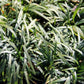Fernöstlicher Traum (Ein Hauch von Japan im eigenen Garten)