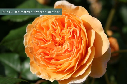 Rose 'Crown Princess Margareta' Englische Rose