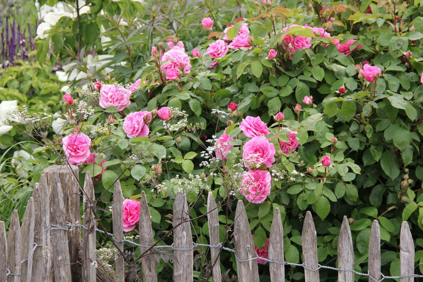 Rose 'Gertrude Jekyll' (Englische Rose)