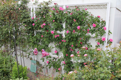 Rose 'Gertrude Jekyll' (Englische Rose)