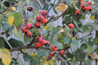 Rose 'Gertrude Jekyll' (Englische Rose)