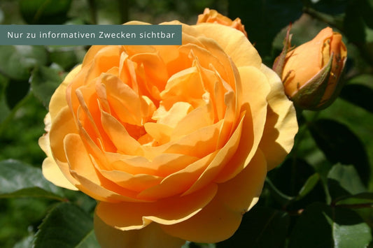 Rose 'Graham Thomas' Englische Rose