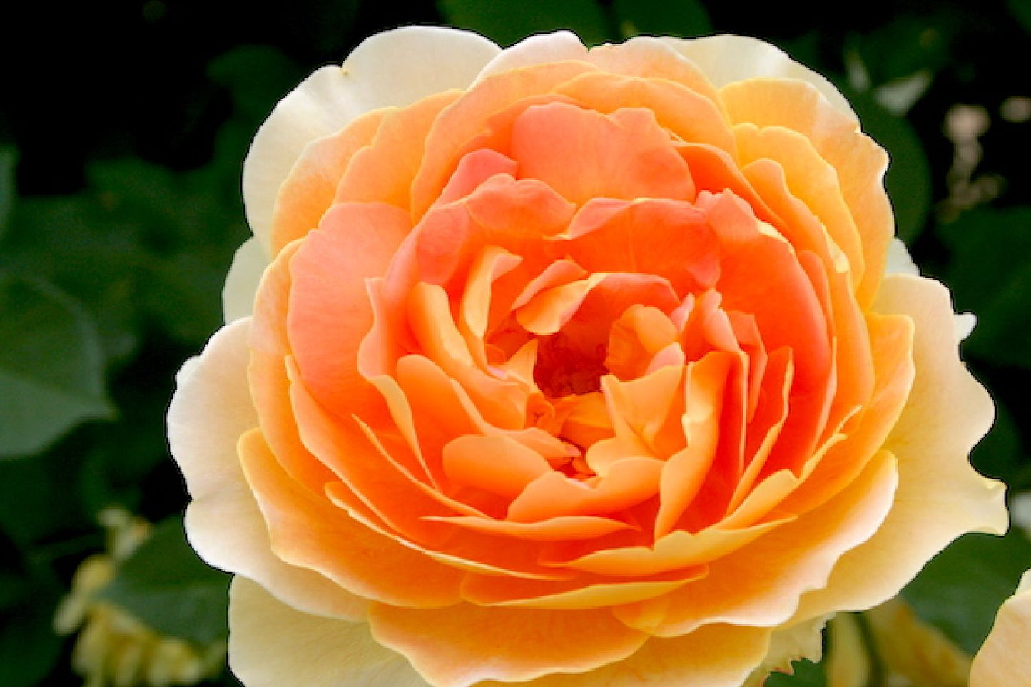 Rose 'Molineux' (Englische Rose)