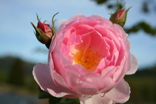 Rose 'Sceptre d´Isle' Englische Rose