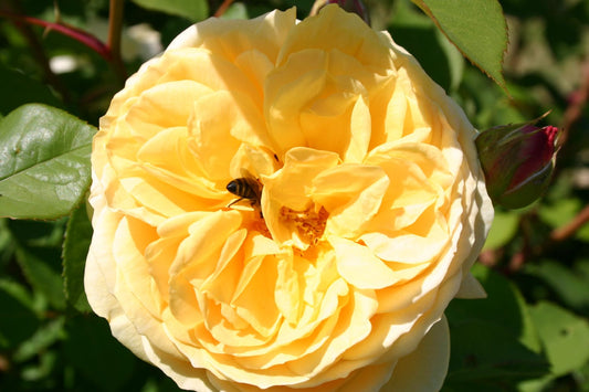 Rose 'The Pilgrim' Englische Rose