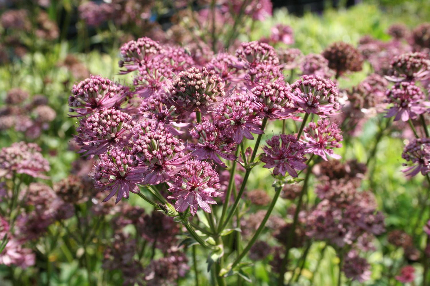 Astrantia major 'Star of Beauty' Sterndolde