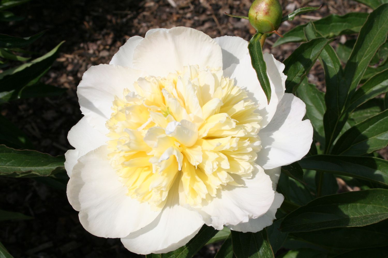 Paeonia lactiflora 'Honey Gold' Staudenpfingstrose