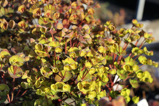 Euphorbia 'Black Bird' ® Wolfsmilch