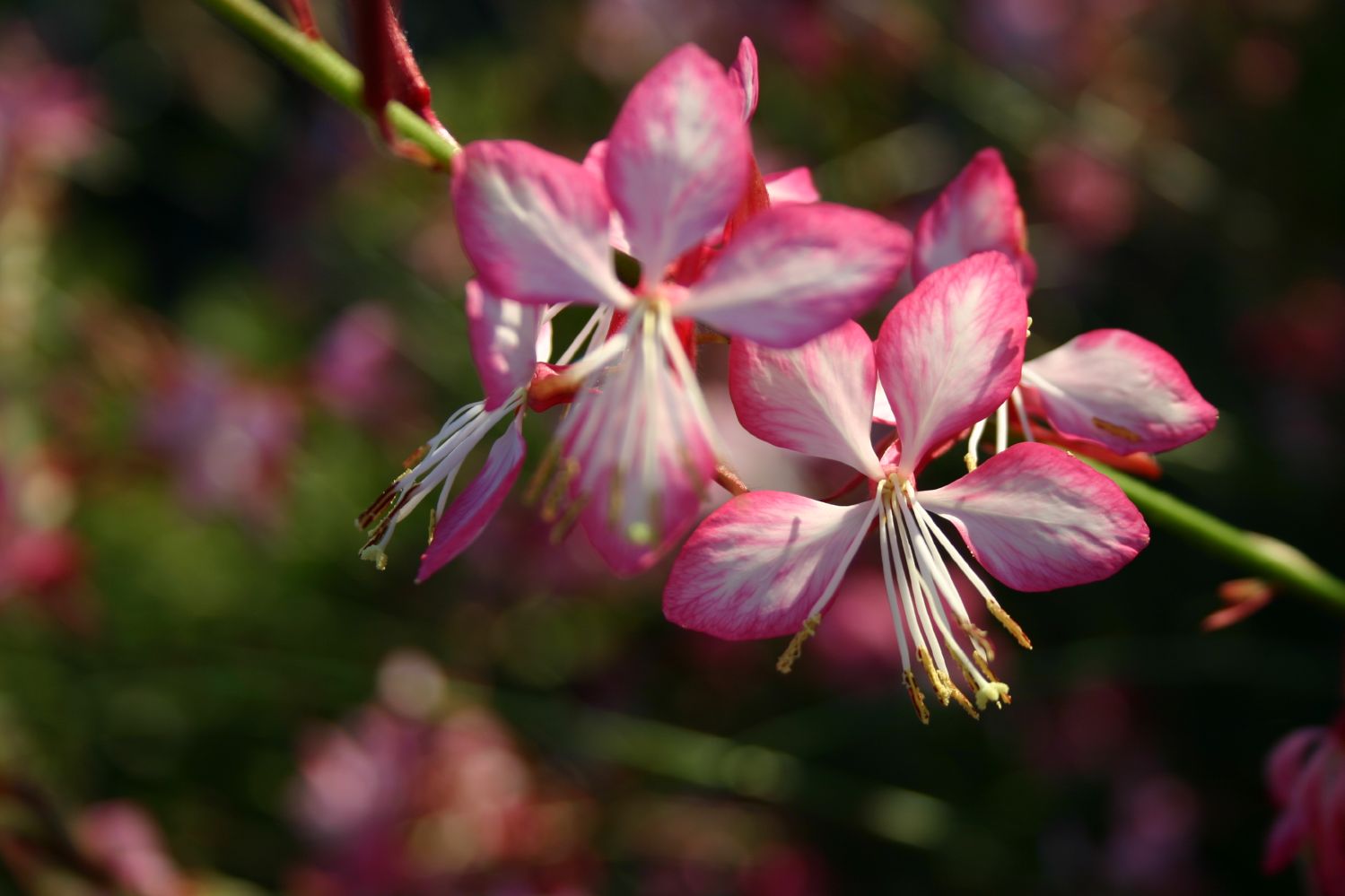 Gaura lindheimeri 'Summer Emotions' ® Prachtkerze