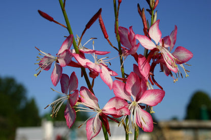 Gaura lindheimeri 'Summer Emotions' ® (Prachtkerze)