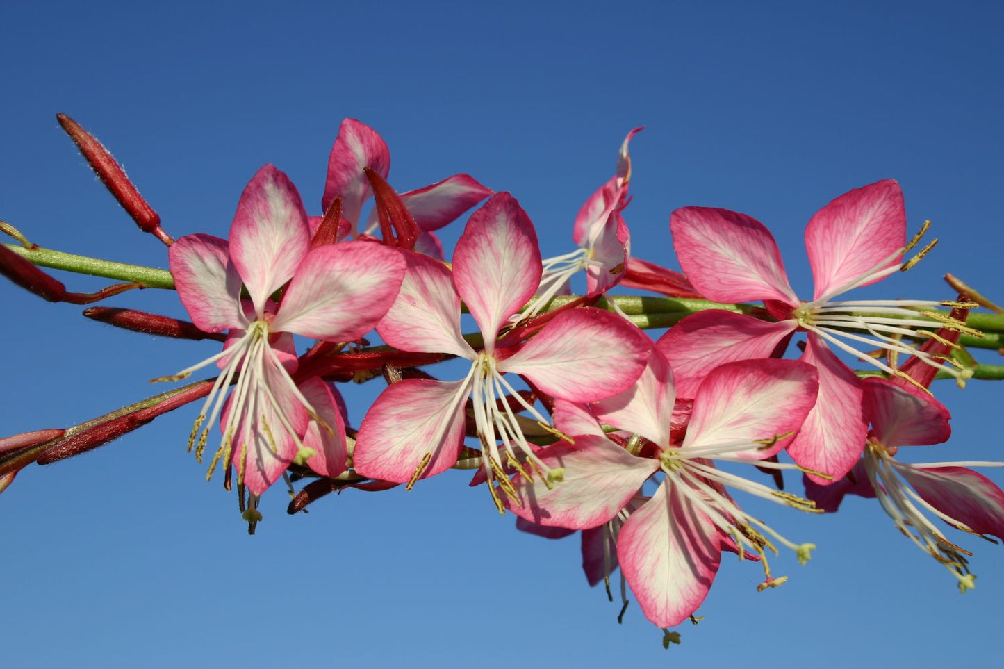 Gaura lindheimeri 'Summer Emotions' ® (Prachtkerze)