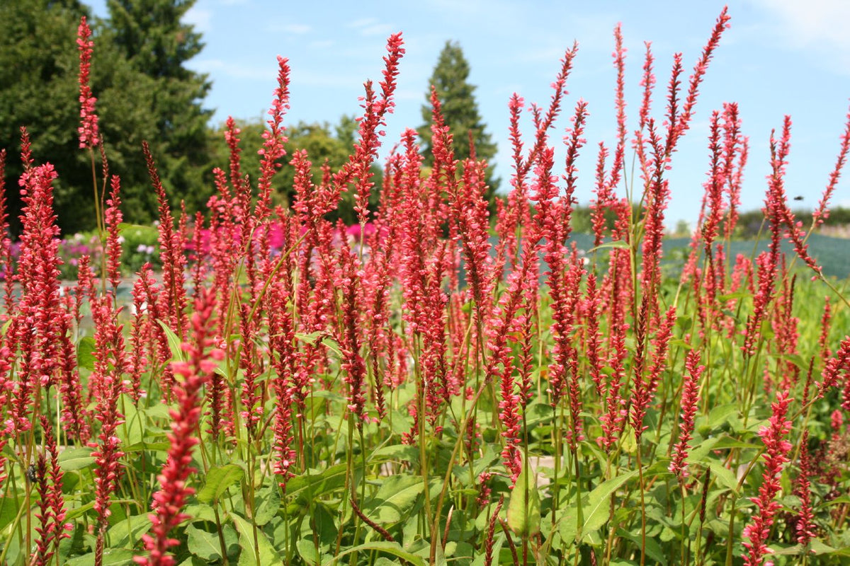 Bistorta amplexicaulis 'Orange Field' (Kerzenknöterich) - P1