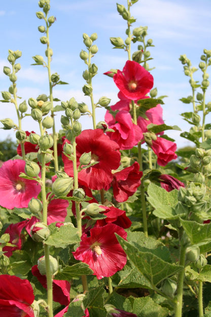 Alcea rosea 'Mars Magic' (Stockrose)