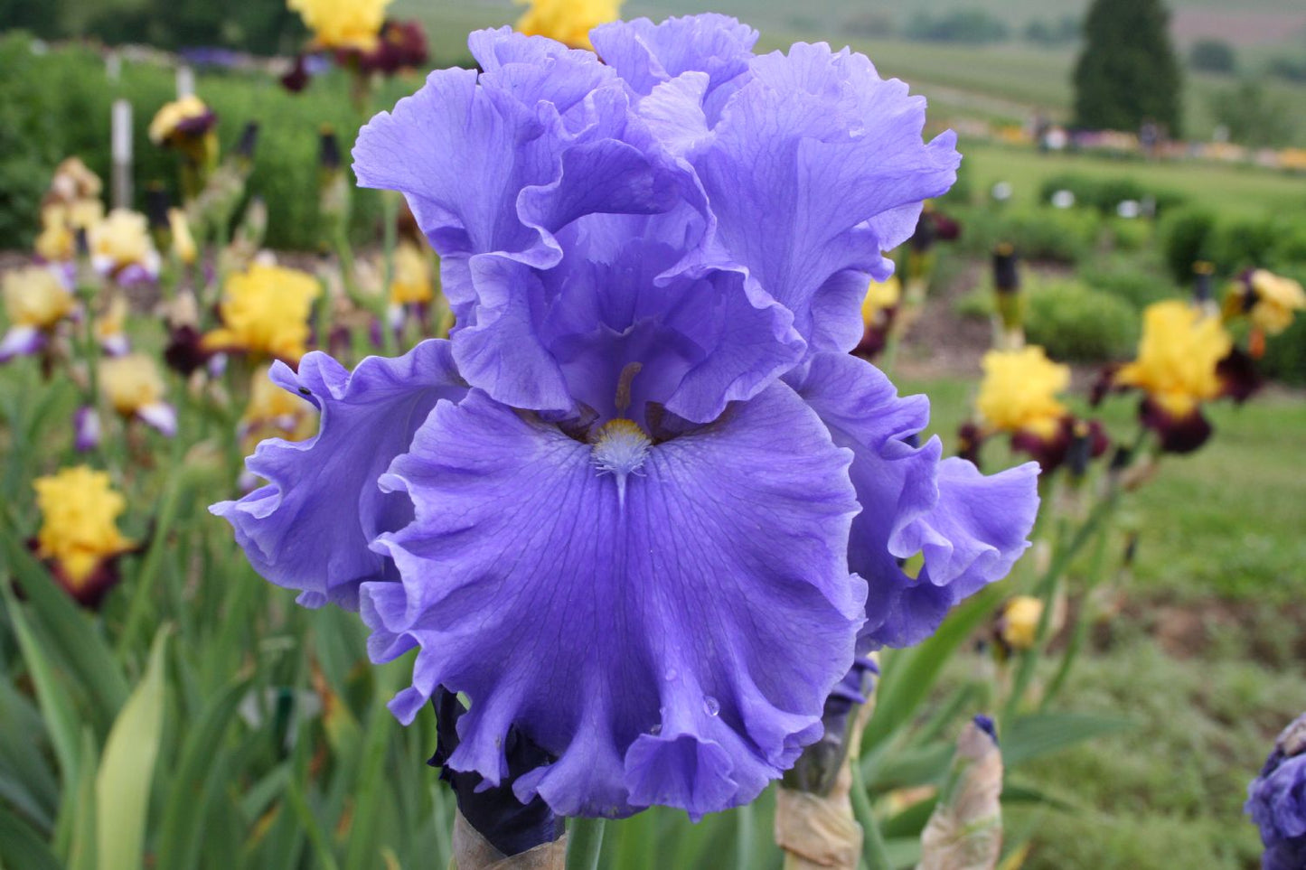 Iris Barbata-Elatior 'Sea Power' Hohe Bartschwertlilie