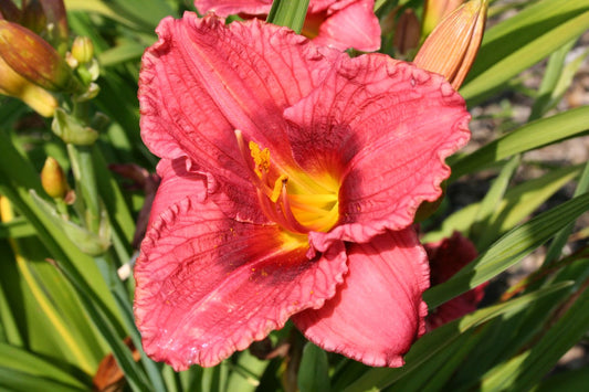Hemerocallis 'Siloam Jim Cooper' Kleinblumige Taglilie