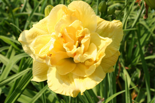 Hemerocallis 'Yellow Submarine' Großblumige Taglilie