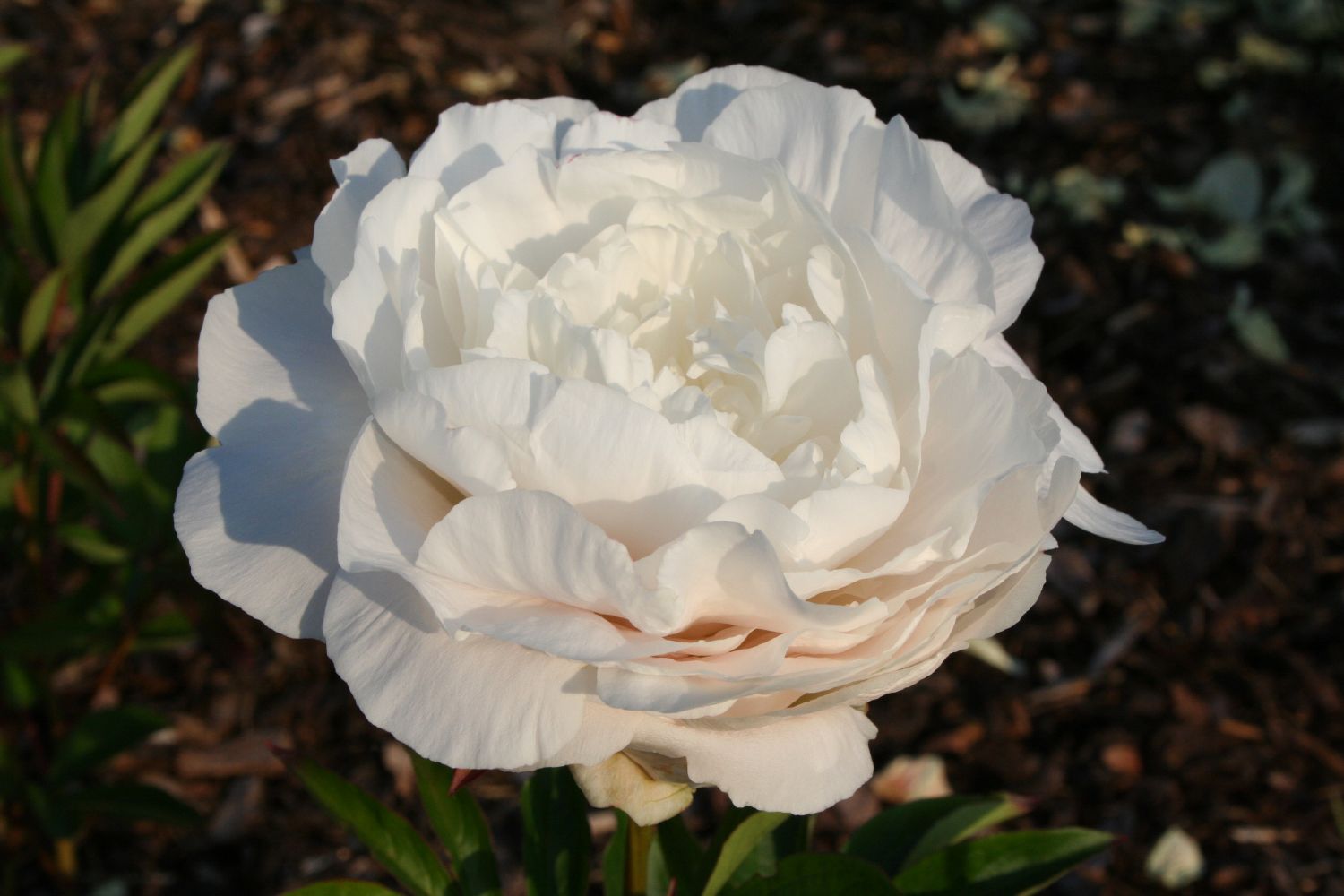 Paeonia lactiflora 'Mother's Choice' Staudenpfingstrose