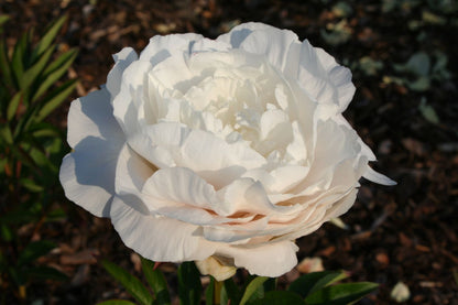 Paeonia lactiflora 'Mother's Choice' Staudenpfingstrose
