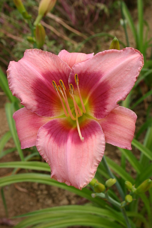 Hemerocallis 'Rose of Avalanche' Großblumige Taglilie