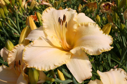 Hemerocallis 'Creme Explosion' Großblumige Taglilie