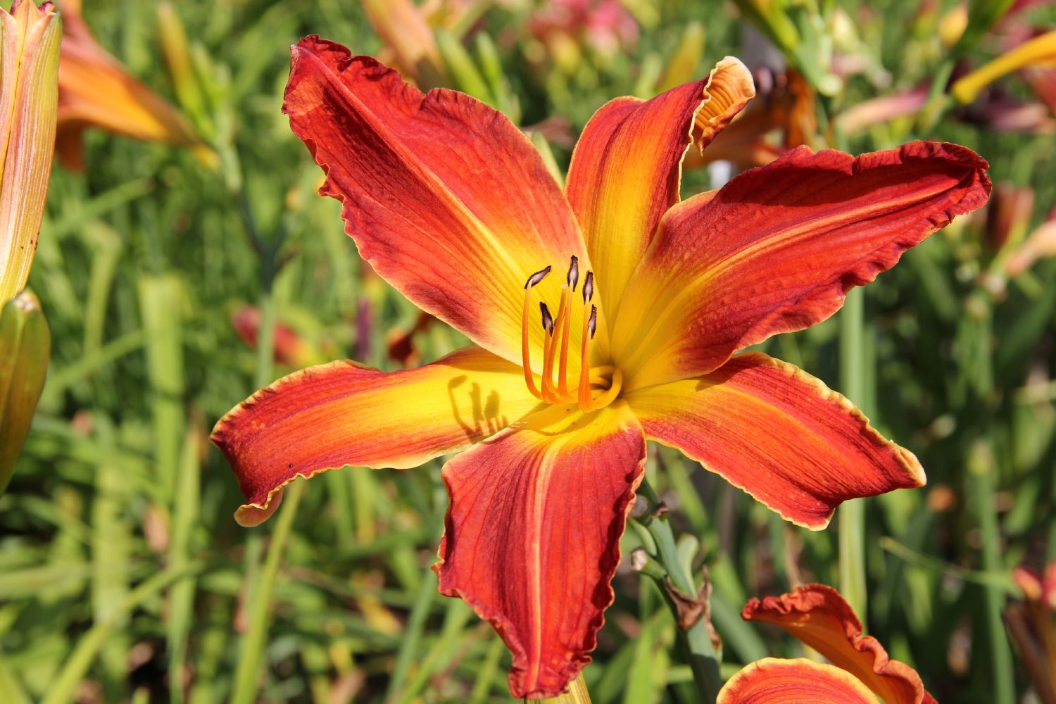 Hemerocallis 'Firestorm' Großblumige Taglilie