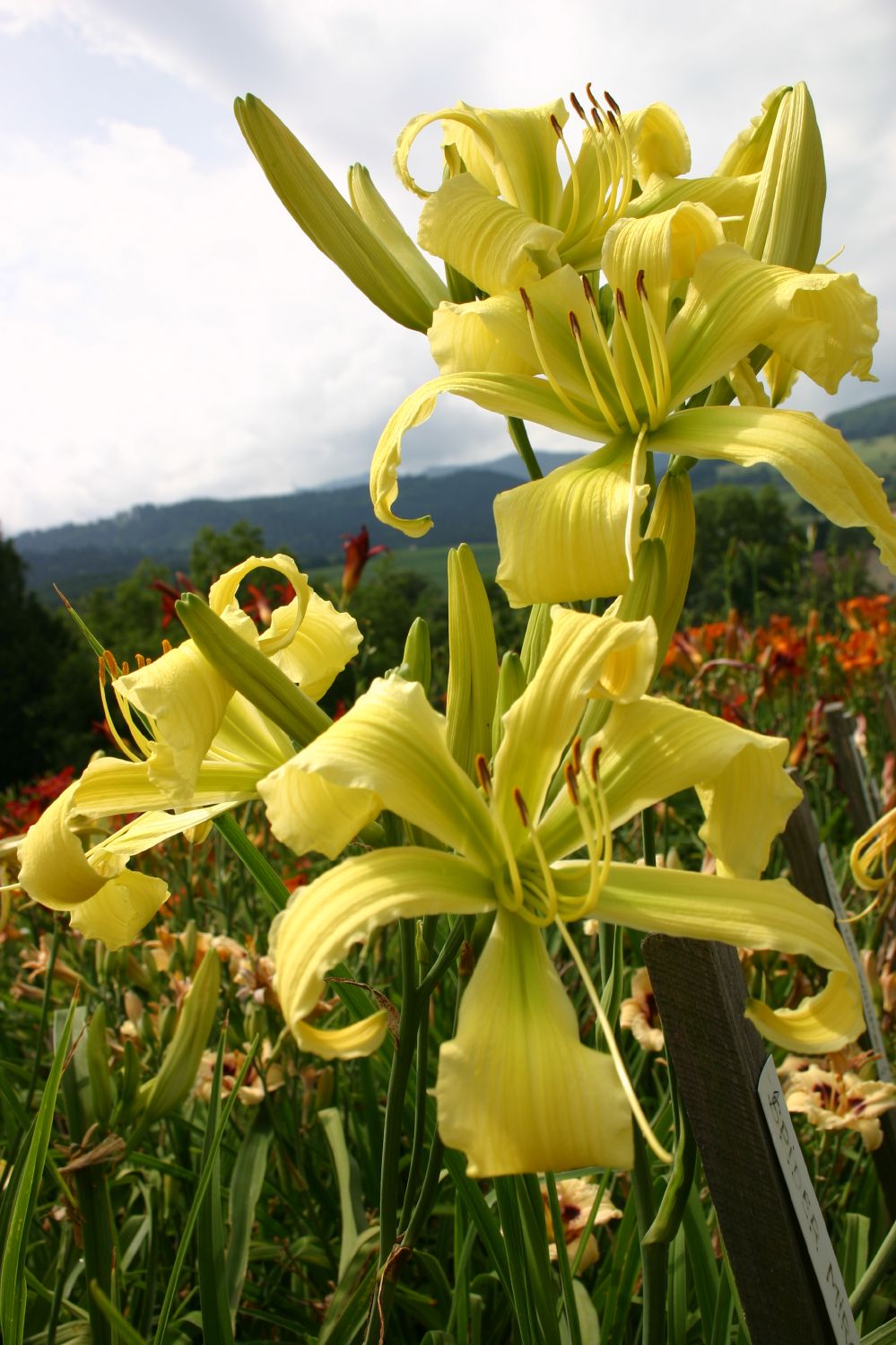 Hemerocallis 'Spider Miracle' Großblumige Taglilie