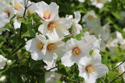Philadelphus 'Belle Etoile' Falscher Jasmin | Bauernjasmin