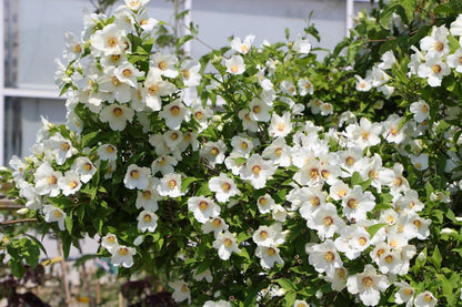 Philadelphus 'Belle Etoile' (Falscher Jasmin | Bauernjasmin)