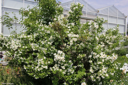 Philadelphus 'Belle Etoile' (Falscher Jasmin | Bauernjasmin)
