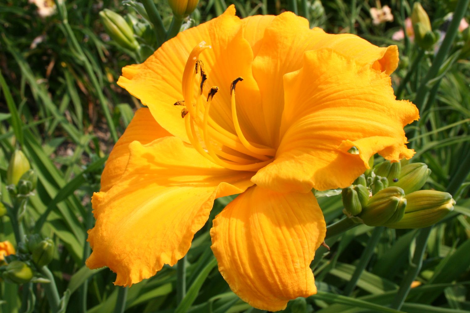 Hemerocallis 'Mary's Gold' Großblumige Taglilie