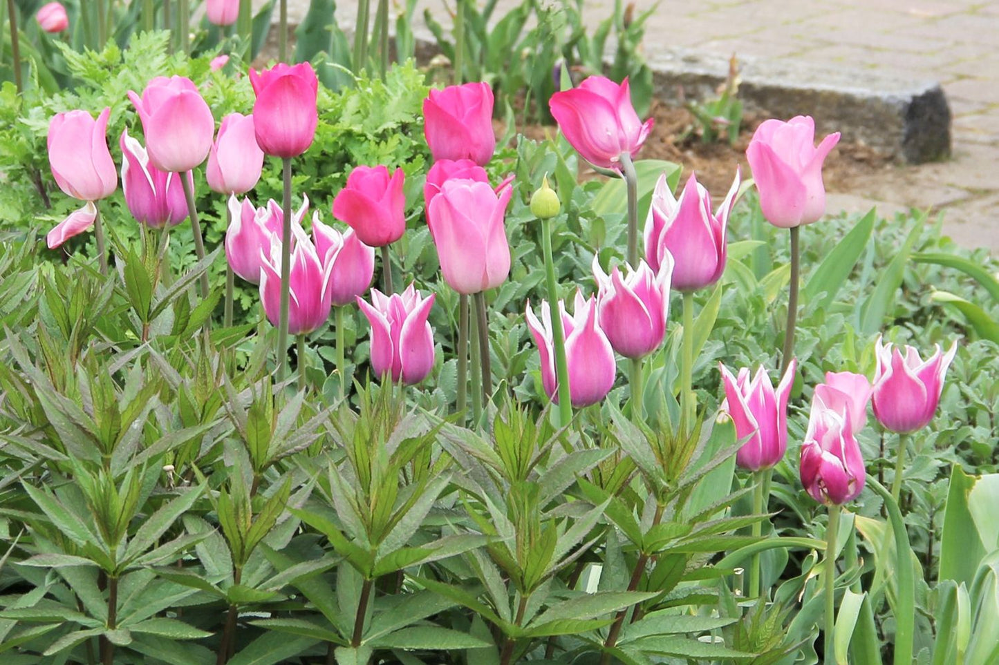 Tulpenmischung 'Rosa Zeiten' Garten-Tulpenmischung