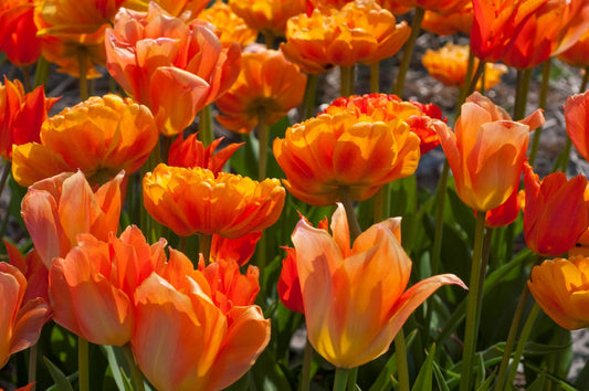 Tulpenmischung 'Oh So Orange' Garten-Tulpenmischung