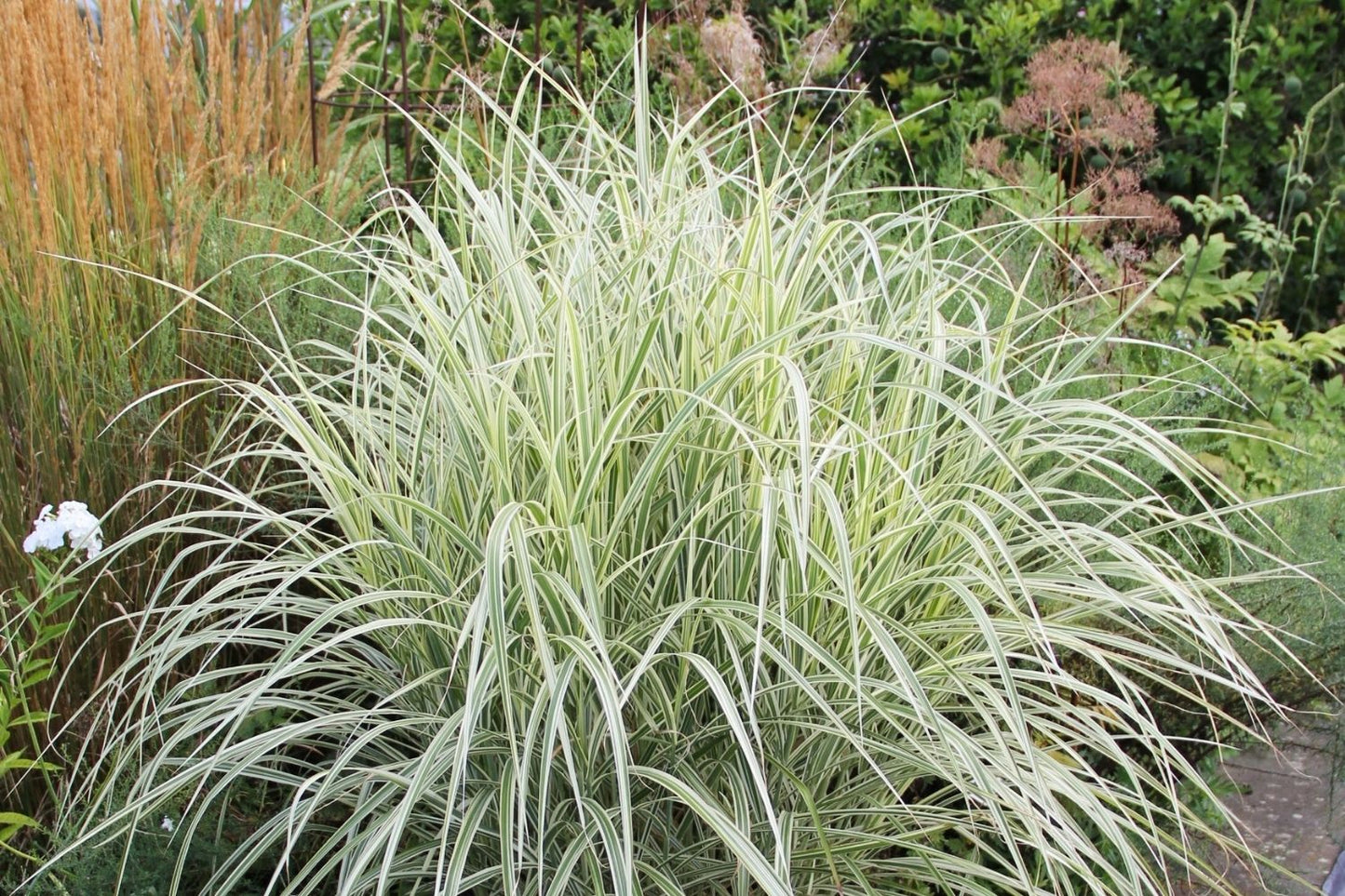 Miscanthus sinensis 'Variegatus' Chinaschilf