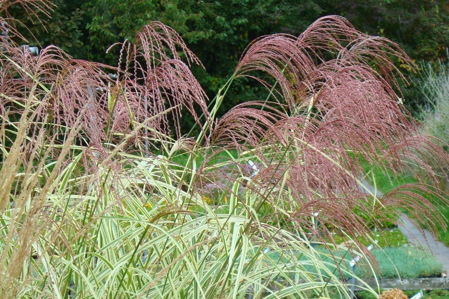 Miscanthus sinensis 'Variegatus' (Chinaschilf)