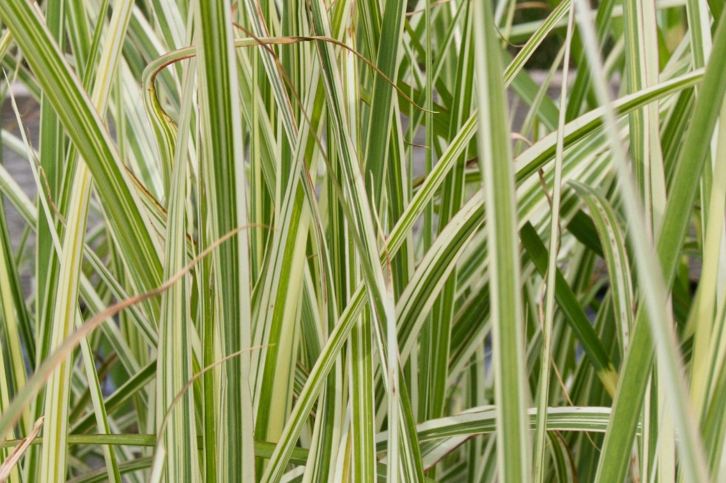 Miscanthus sinensis 'Variegatus' (Chinaschilf)
