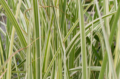 Miscanthus sinensis 'Variegatus' (Chinaschilf)